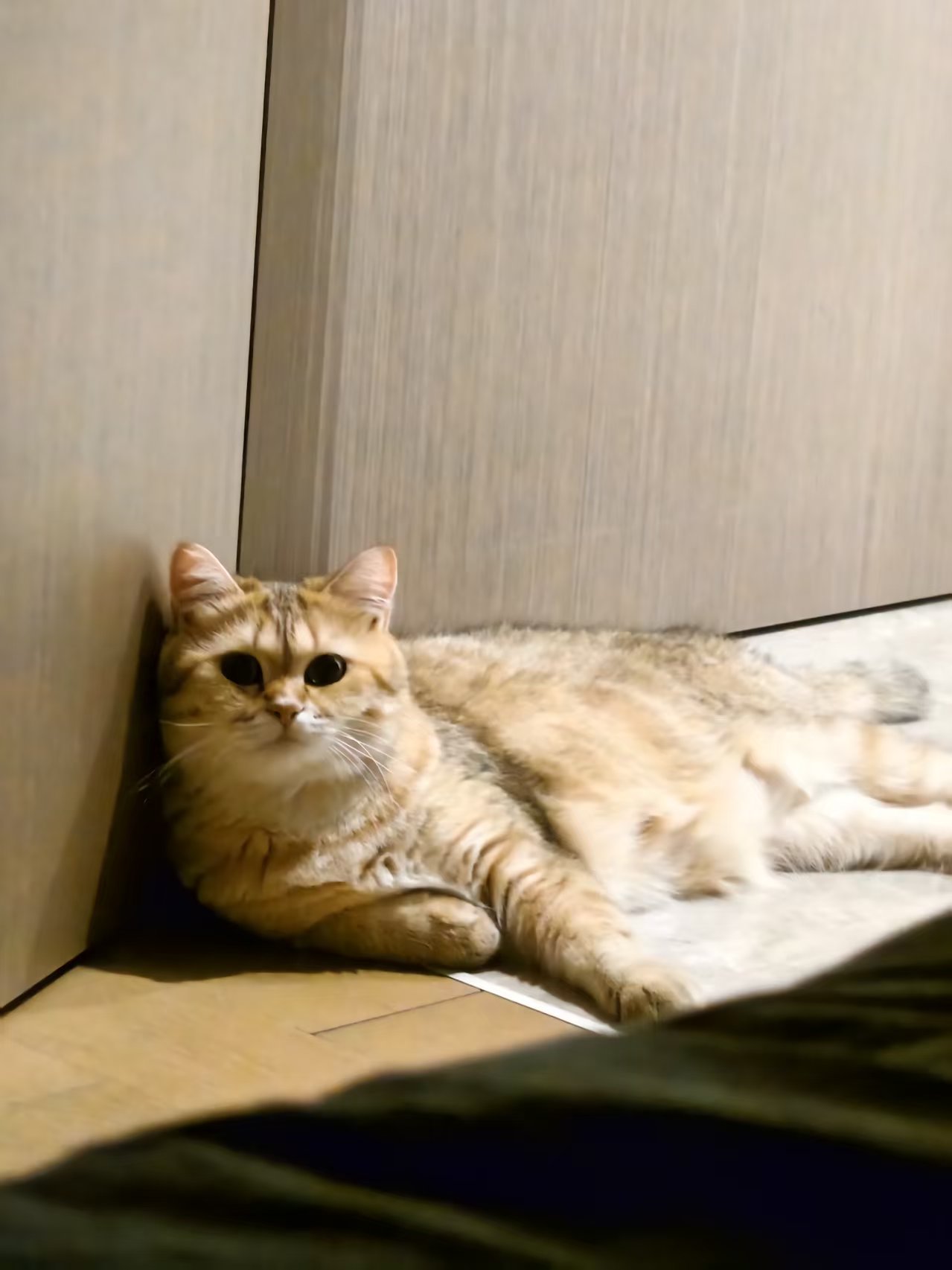 一只金色猫咪在温暖的光线下休息